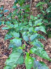 Load image into Gallery viewer, PJ Molten Mini (Pepper Seeds)