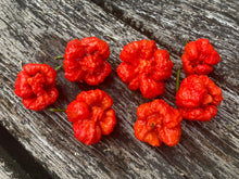 Load image into Gallery viewer, Trinidad Moruga Scorpion (Blend) (Pepper Seeds)