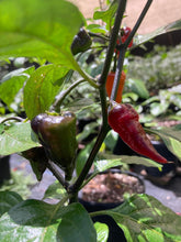Load image into Gallery viewer, PJ Ored Ice (Pepper Seeds) (Limited)