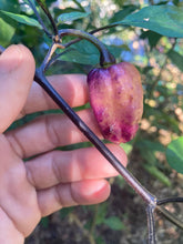 Load image into Gallery viewer, PJ Peach’z & Cream’z Mix (Pepper Seeds)