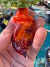 Load image into Gallery viewer, Red Horizon (Pepper Seeds)
