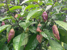 Load image into Gallery viewer, PJ Redlight (Pepper Seeds) (Pimenta Jolokia)