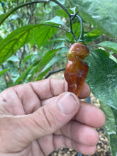 Load image into Gallery viewer, PJ Red OG (Pepper Seeds)