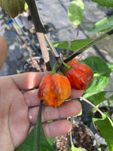Load image into Gallery viewer, Purple Reaper (Pepper Seeds)