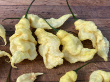 Load image into Gallery viewer, White Ghost Scorpion (Jays/T-E) (Pepper Seeds)