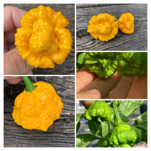 Load image into Gallery viewer, Scotch Brains (Pepper Seeds)