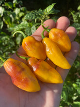 Load image into Gallery viewer, School Bus Karen (Pepper Seeds)