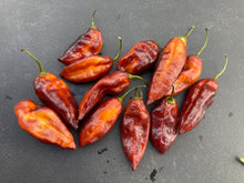 Load image into Gallery viewer, Serenade Horizon (Pepper Seeds)