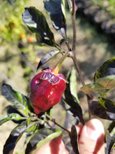 Load image into Gallery viewer, Purplegum Orange Blushed (Pepper Seeds)
