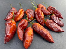 Load image into Gallery viewer, Serenade Horizon (Pepper Seeds)