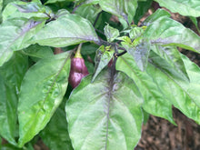 Load image into Gallery viewer, PJ Redlight (Pepper Seeds) (Pimenta Jolokia)
