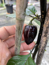 Load image into Gallery viewer, PJ Solid Black (Pepper Seeds)