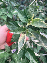 Load image into Gallery viewer, Avalon (VSRP Poblano) (Pepper Seeds)