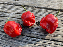 Load image into Gallery viewer, Purple Reaper (Pepper Seeds)