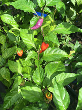 Load image into Gallery viewer, Bhut Jolokia Purple/Red "Purple Ghost" (Pepper Seeds)