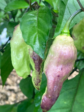 Load image into Gallery viewer, PJ Redlight (Pepper Seeds) (Pimenta Jolokia)