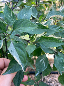 Nibiru (VSRP Poblano) (Pepper Seeds)