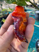 Load image into Gallery viewer, Red Horizon (Pepper Seeds)