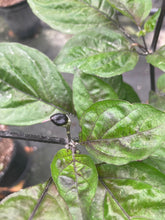 Load image into Gallery viewer, Primo Noir (Blushed) (Pepper Seeds)