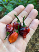 Load image into Gallery viewer, PJ Molten Mini (Pepper Seeds)