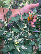 Load image into Gallery viewer, Irkalla (VSRP Poblano) (Pepper Seeds)