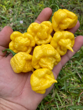 Load image into Gallery viewer, “Creamo” BOC X Primo (Cream) Pepper Seeds