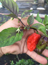 Load image into Gallery viewer, Primo Noir (Blushed) (Pepper Seeds)