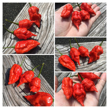 Load image into Gallery viewer, Primo Noir (Stinger Select) (Pepper Seeds)