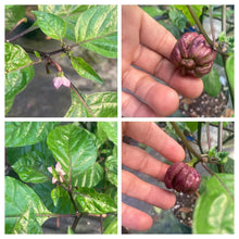 Load image into Gallery viewer, Purple Ghost Scorpion (Pepper Seeds)