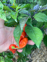 Load image into Gallery viewer, PJ Redlight (Pepper Seeds) (Pimenta Jolokia)