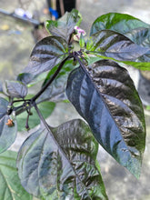 Load image into Gallery viewer, PJ Solid Black (Pepper Seeds)