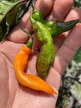 Load image into Gallery viewer, PJ Smooth Orange (Pepper Seeds)(Pimenta Jolokia)