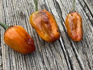 Cibola (VSRP Poblano) (Pepper Seeds)