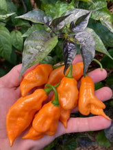 Load image into Gallery viewer, PJ Orange OG (Pimenta Jolokia)(Pepper Seeds)