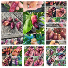 Load image into Gallery viewer, PJ Peach’z & Cream’z Mix (Pepper Seeds)