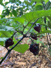 Load image into Gallery viewer, PJ Molten Mini (Pepper Seeds)