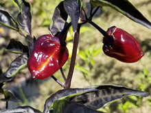 Load image into Gallery viewer, Purplegum Orange Blushed (Pepper Seeds)