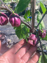 Load image into Gallery viewer, Purple Reaper (Pepper Seeds)