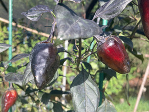 Naraka (VSRP Poblano) (Pepper Seeds)