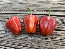 Load image into Gallery viewer, Roxa Lantern (T-E Mix)(Pepper Seeds)