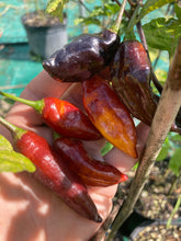Load image into Gallery viewer, Serenade Horizon (Pepper Seeds)