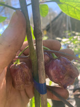 Load image into Gallery viewer, Purple Reaper (Pepper Seeds)