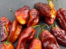 Load image into Gallery viewer, Serenade Horizon (Pepper Seeds)