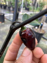 Load image into Gallery viewer, PJ Solid Black (Pepper Seeds)