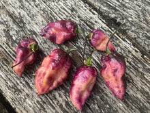 Load image into Gallery viewer, PJ Purple Ice Cream (Pepper Seeds)