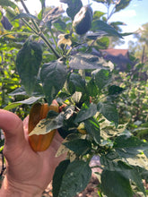 Load image into Gallery viewer, Hesperides (VSRP Poblano) (Pepper Seeds)