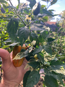Hesperides (VSRP Poblano) (Pepper Seeds)