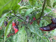 Load image into Gallery viewer, PJ Red OG (Pepper Seeds)
