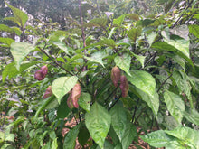 Load image into Gallery viewer, PJ Redlight (Pepper Seeds) (Pimenta Jolokia)