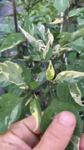 Asgard (VSRP Poblano) (Pepper Seeds)